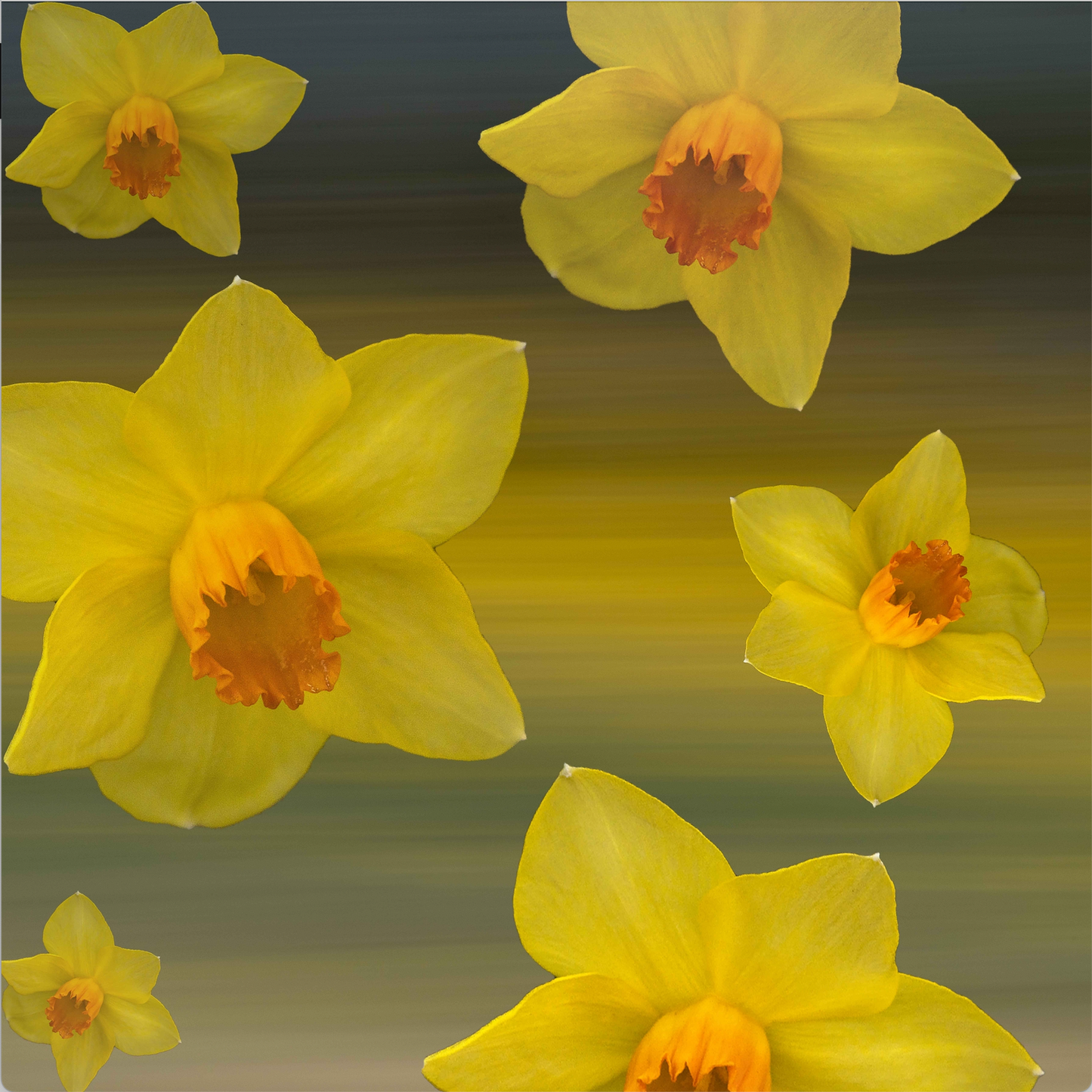 Daffodils 1 Art Print